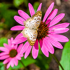 Butterfly Hollow-Franklin-Park